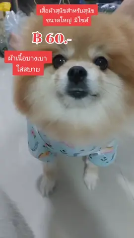 เสื้อผ้าสุนัขสำหรับสุนัขขนาดใหญ่  มีไซส์ #nattynachayadatiktok #nattynachayadainfluencer #tiktokshopครีเอเตอร์ #ของมันต้องมี #เสื้อสุนัข #เทรนวันนี้ @แนตตี้.nachayada 