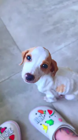 Tunico perdendo os traços do abandono. De um olhar marcado pela dor… ao brilho de quem renasceu. Veja o antes e depois do Tunico. Ele venceu! E o amor fez sua alma voltar a sorrir. 💛🐾 #A#AntesEDepoisT#TransformaçãoPetR#ResgateAnimalT#TunicoL#LoveMeNotD#DogsOfTikTokP#PetInspirationA#AmorQueCuraA#AdoçãoÉAmorP#PetStoryF#FYPE#EmocionanteViralPet