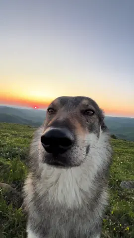 Human, hello, I'm a wolf.#Mixedbreedwolf 