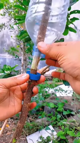 Tận dụng vỏ chai vào công việc , chiếc cây của nhà vườn nhé