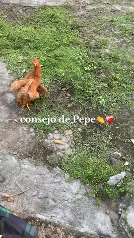 #soloparati