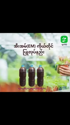 အီးအမ် (EM)ပြုလုပ်နည်း✅✅ ဒီနေ့မှာတော့ အီးအမ်(EM) ကို ကိုယ်တိုင်ပြုလုပ်လိုသူတွေအတွက် အီးအမ်(EM) ပြုလုပ်နည်းကို ဖော်ပြပေးလိုက်ပါတယ်။ လိုအပ်သော ပစ္စည်းများ (၁) သင်္ဘောသီး - ၁ လုံး (၅၀ သား ဝန်းကျင်) (၂) ငှက်ပျောသီး - ၁ ဖီး (၅၀ သား ဝန်းကျင်) (၃) ရွှေဖရုံသီး - ၁ လုံး သို့မဟုတ် ၁ခြမ်း (၅၀ သား ဝန်းကျင်) (၄)ကြက်ဥ- ၃-လုံး (၇) ဆန်ဖွဲနု (သို့မဟုတ်) ဂျုံဖွဲနု - ၁- ပိဿာ (၈) ထန်းလျက် (သို့မဟုတ်) ကြံသကာ (သို့မဟုတ်) သကာရည် - ၂ ပိဿာ (၉) ရေ ၅လီတာမှ ၁၀လီတာ ဝန်းကျင် (၁၀) ရေ ၈ ဂါလံဆန့် ပလပ်စတစ်ပုံး (သို့) စဉ့်အိုး ပြုလုပ်နည်းအဆင့်ဆင့် ၁။ ငှက်ပျေားသီး၊ သင်္ဘောသီး၊ ရွေဖရုံသီး၊ မုန်လာဥနီ(အမှည့်လွန်နေလျှင် ပိုကောင်းသည်။ အမှည့်အရမ်းလွန်ပြီး ပုပ်နေတာမျိုးတော့ မဖြစ်စေရပါ။) တို့ကို ၅၀သားစီ စုပြီး ဓါးဖြင့်ပါးပါးလှီးပါ။ အခွံများပါ အသုံးပြုနိုင်သည်။ အသီးများကို ရေမဆေးရပါ။ ၂။ သကြားအညိုကြမ်း၊ ကြံသကာအညိုကြမ်း၊ ထန်းလျက်အညိုကြမ်းစသည် ဈေးသက်သာသော ကုန်းကြမ်းတခုခုကို ၃ပိဿာခန့်ဝယ်ပြီး ရေဖြင့် မပြစ်မကျဲကျိုပါ။ ၄။ ထို့နောက် အသီး ၃မျိုး၊ သကာရည် (အချိုရည်)၊ ဖွဲနု၊ ကြက်ဥ ၃လုံး(လတ်လတ်ဆက်ဆက်ကို ဖောက်ထည့်ပါ)၊ ထိုအရောများကို စဉ့်အိုးအသန့်ထဲရောထည့်ပါ။ အနဲဆုံး စဉ့်အိုးအပေါ်ပိုင်း ၃ပုံ ၁ပုံခန့် လစ်ဟာနေပါစေ။ ၅။ ရေကို မပျစ်မကျဲ အနေအထား ရောနိုင်ပါတယ်။ အမယ်အားလုံး မြှပ်ရုံအနေအထားဆို ရပါတယ်။ ထို့ နောက် ပလက်စတစ်အိတ်အကြည်ဖြင့် လုံအောင်အုပ်၍ စီးထားပါ။ ၆။ ၂-ရက် ၃ ရက်တခါ အိုးကို အနည်းငယ်လှုပ်ပေးပါ။ ရာသီဥတု ပူလျှင် ၇ ရက် အေးလျှင် ၁၀ ရက်ကျော်ကြာလျှင် အပေါ်ယံမျက်နှာပြင်တွင် အဖြူရောင်မှိုများ အနည်းငယ် တက်နေလိမ့်မည်။ ၈။ စဉ့်အိုးကို အပူချိန်မျှတ၍ အရိပ်ရသော နေရာတွင် ထားပါ။ အကယ်၍ စဉ့်အိုးအစား အလင်းပေါက်နိုင်သော ဖန်အိုးများလဲ ရှိပါက သုံးနိုင်ပါတယ်။ ၉။ ထိုဖျော်ရည်ကို ပိတ်စပါးဖြင့် စစ်ယူပြီး ပုလင်းအသန့်ထဲ ထည့်ထားပါ။ ပုလင်းထဲသို့ အပြည့်မထည့်ဘဲ လေဟာနယ် အနည်းငယ်ချန်ပေးရမည်။ ၆လအတွင်း အသုံးပြုရမည်။ ၁၀။ အီးအမ်ဖျော်ရည်ရေသန့်ဘူး၄ပုံ ၁ပုံ (၂၅၀ စီစီ) အားရေ (၄) ဂါလံဖြင့်ဖျန်းနိုင်သည်။ Credit. ✦✦✦✦✦✦✦✦✦✦✦✦✦✦✦ ထွက်တိုး မှဖော်ပြသည်။ #တောင်သူတိုင်းအဆင်ပြေစေရမယ်  #TransformMyanmar  #Transformplus #ကုမ္ပဏီတိိုက်ရိုက် #ထိုင်းဆေး 