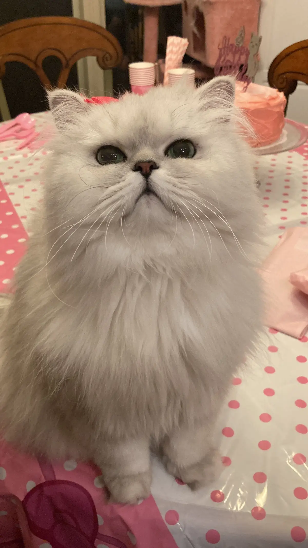 #persiancat #cutecat #cat #prettycat #catsoftiktok #beautifulcat #catlover #catshorts #catvideos #dollfacepersian #cutepet #cute #fyp #cuteanimals 
