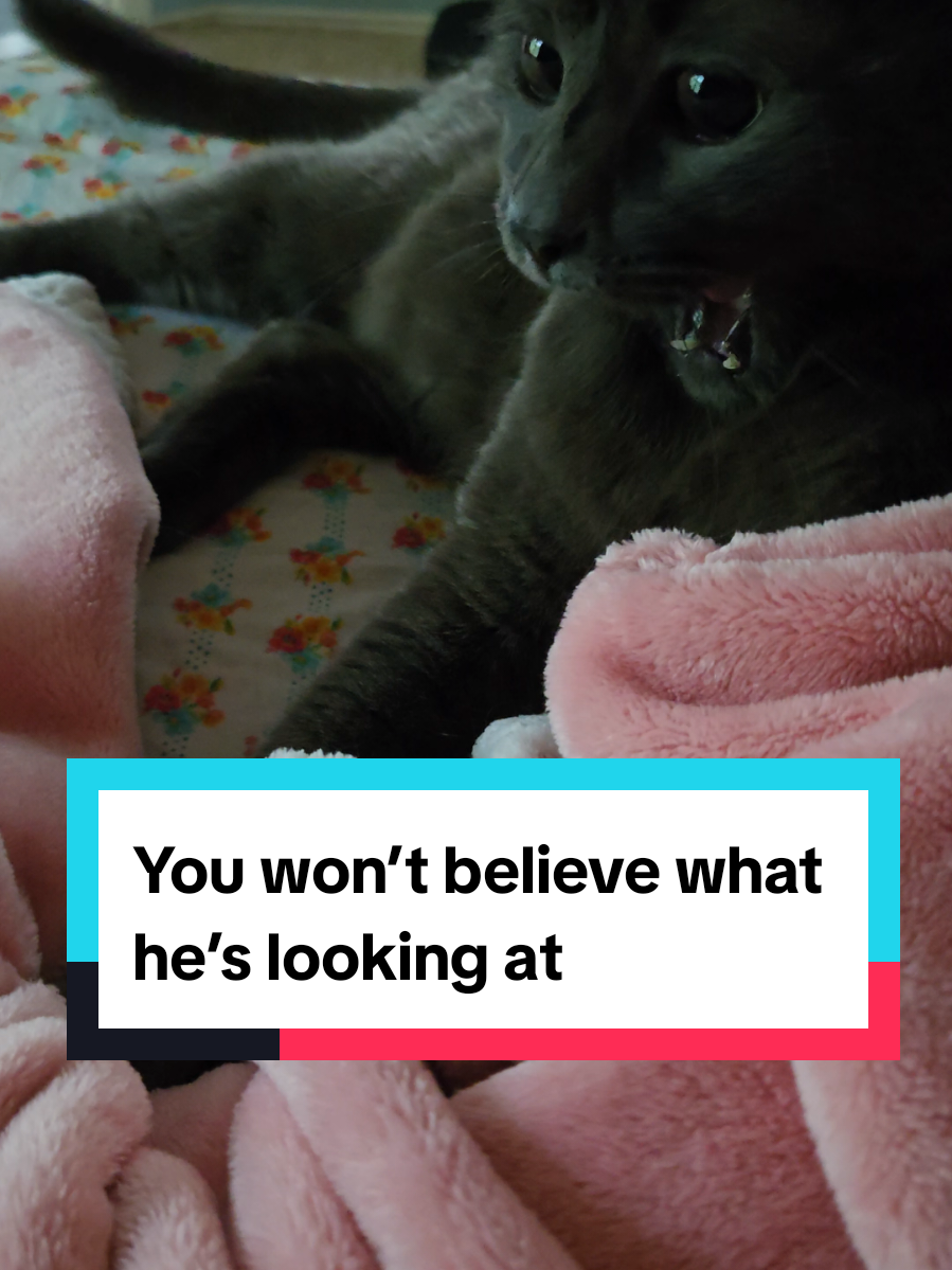 Looks like just a cat relaxing, right? Look closer. #MysteryCat #ChillVibes #SlowMoment #CatEyes 