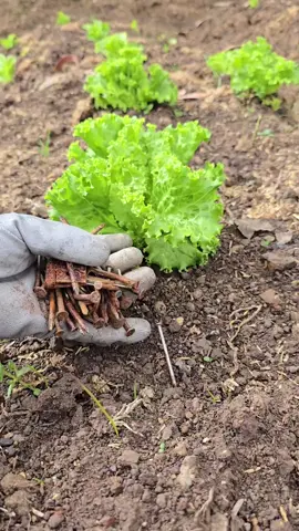 #PlantTok #TikTokLearningCampaign  Rusty nails can be more than just scrap metal — they’re actually a powerful source of iron for your plants! In this video, I’ll show you how to turn old, oxidized iron into a liquid fertilizer using water and vinegar. It’s an easy and effective way to provide soluble iron that your plants can absorb immediately, perfect for boosting growth and preventing deficiencies in alkaline or nutrient-poor soils. #PlantTips #OrganicFertilizer #IronForPlants #RustyNails #GardeningHack #PlantCare #HomeGardening #DIYFertilizer #SoilHealth #UrbanGardening 