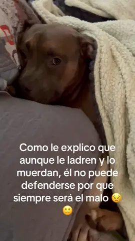 #americanbullyofficial #amorperruno🐶 #alvin 