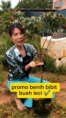 Promo #bibitleci #supercepatberbuah #cekpromonya  #klikkranjangkuning🤗🤗 