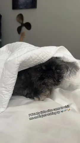 She looks like ET 👽😂🐶 #aliens #shitzu #cutedog #wokeuplikethis #morningvibes #pov #fyp #viral 
