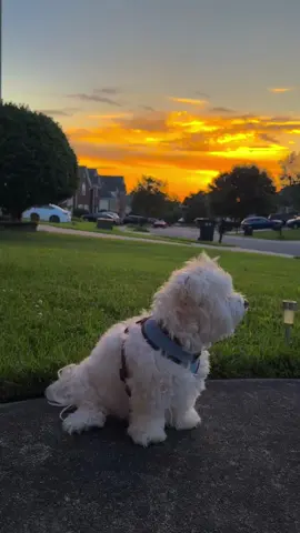 • Baby cute and sunset 🐩🌅