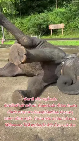 #พังมาลี #จิ๋วหลิว #ช้าง #fy #อนุรักษ์ช้างไทย 