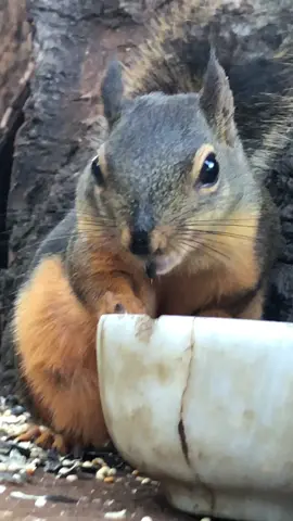 Part 1: Three different squeak sequences (squeakcences?) depending on how she feels at the moment. 😁. 