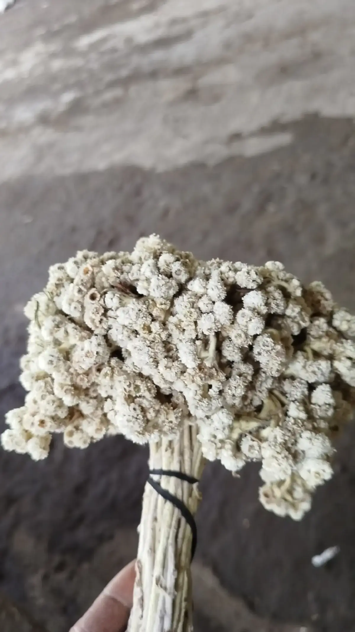 edelweis Bromo. bunga abadi. budidaya.