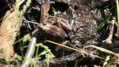 Alaska Wood Frog