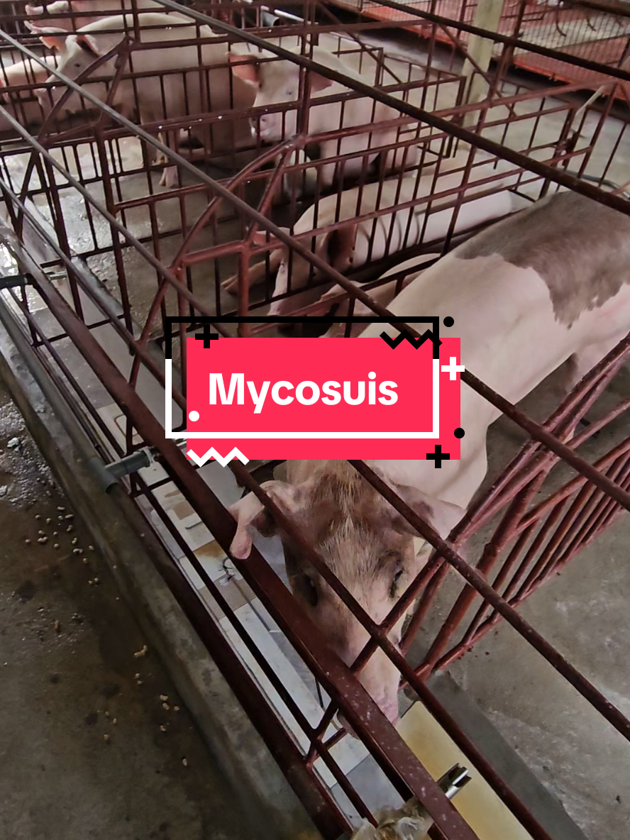 Trả lời @use133455  Trải nghiệm #kỹ_sư_chăn_nuôi  #xuhuong  #kháng_virus  #mycosuis 