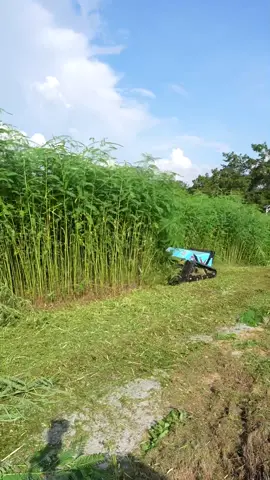 Top manufacturer of KOHAM smart remote-controlled lawn mowers.#grasstiktok #OEMmowers #kohammowersfactory #kohamb2b #viralvideo 