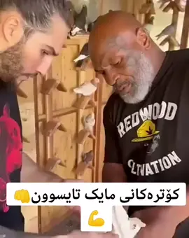 #مایک_تایسون  #هەولێر_سلێمانی_دەهۆک_ڕانیه_کەرکوک #کۆتربازەکان_چاومانن 