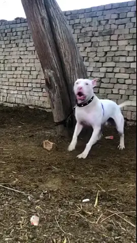 #unfrezzmyaccount #unfreezemyacount #heeraloverspakistan #viralvideo #foryoupageofficiall #unfrezzmyaccount #unfreezemyacount #heeraloverspakistan #heeraloverspakistan #viralvideo #foryoupageofficiall #unfrezzmyaccount #unfreezemyacount #heeraloverspakistan #viralvideo #foryoupageofficiall @Hamza Rehman 315 @Nomi—Kalyar007 @Hassan.Nawaz.Tiwana @Tiwana  sab 007 @Ismail_tiwana @༄✿اعوان࿐🥷🏻 @شعبی کلس @Falak Shar Awan @Ghaffar Tiwana⚔️ @usmankalyar149 @AyAn_KhoKhAr🥷🔥 