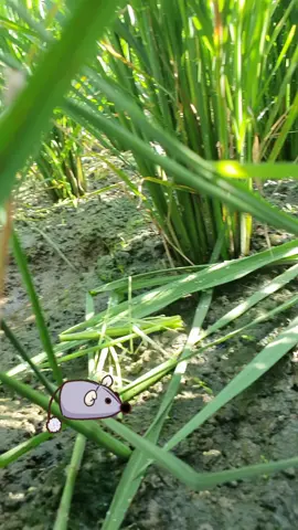 padiku diserang tikus 😭😭😭