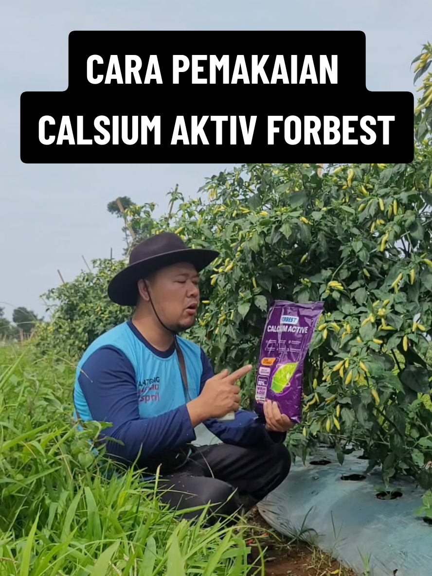 Membalas @yanto_kinger135 cara penggunaanya kebih bagus tunggal ka untuk forbest Calsium Aktiv ini sepengalaman aku ya ka. karena calsium aktiv ini sudah mengandung unsur2 lain jadi lebih komplit untuk tanaman kita ya ka #petanicabai #petanimilenial #petanimuda #forbestcalsiumactive #calsiumuntuktanaman #calsiumaktive 