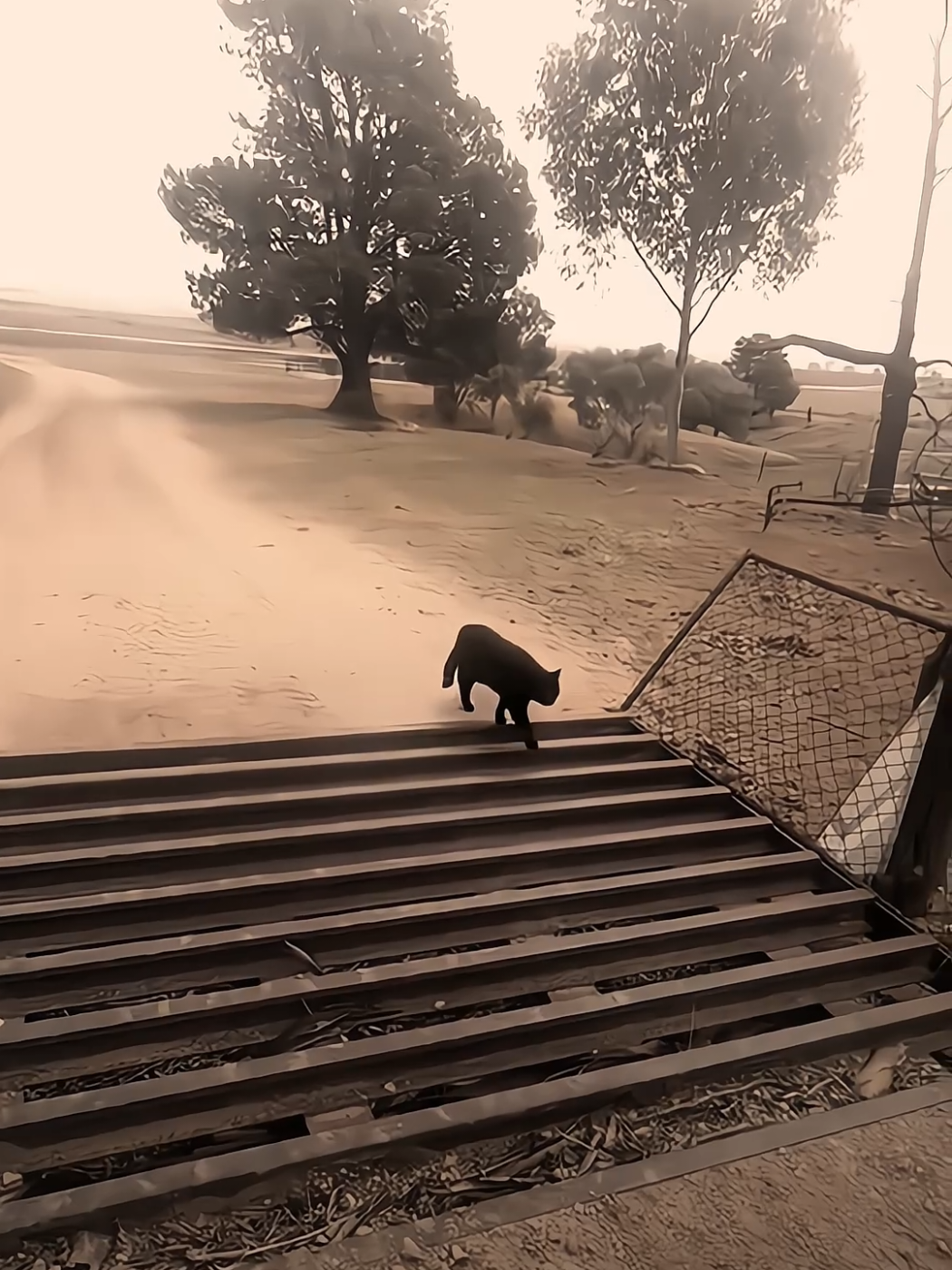 😼 : Gini doang gabisa.. #fyp #foryou #kucing #cat #kucinghitam #blackcat #anjing #dog #difference #walk #coolcat #jj #alightmotion #alightmotion_edit #foryoupage 