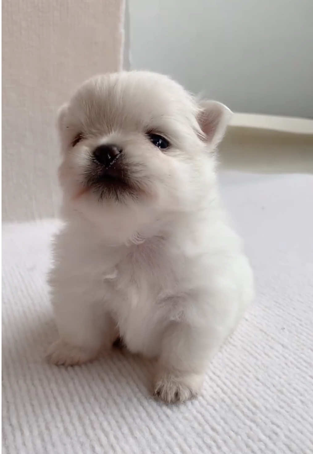 #dog #fyp #cutedog #doglover 