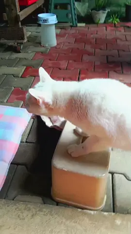 #แมว #cat 