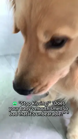 Bad breath 😷 may be a gastrointestinal problem!#pethealth #pet #probiotics #dogsoftiktok #dog 