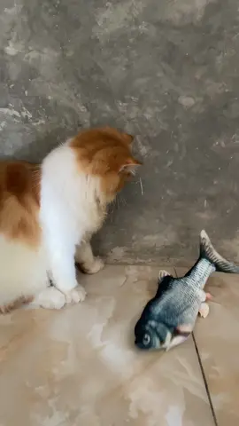 Mainan kucing ikan bentuk ikan bergerak gerak #fyp #kucinglucu #kucing #kucingviral 