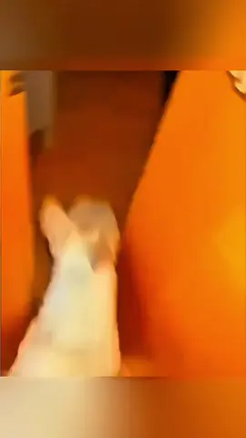 Funny animals 🤣🤣 #pet #cat #dog #cute #animals #foryou #typ