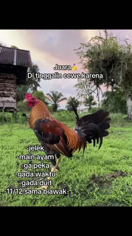 😁#fypシ゚viral #fypage #salamsatuhobby #hobyayam 