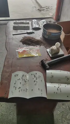 #AKITA #langaw #adhsive SHOP NOW