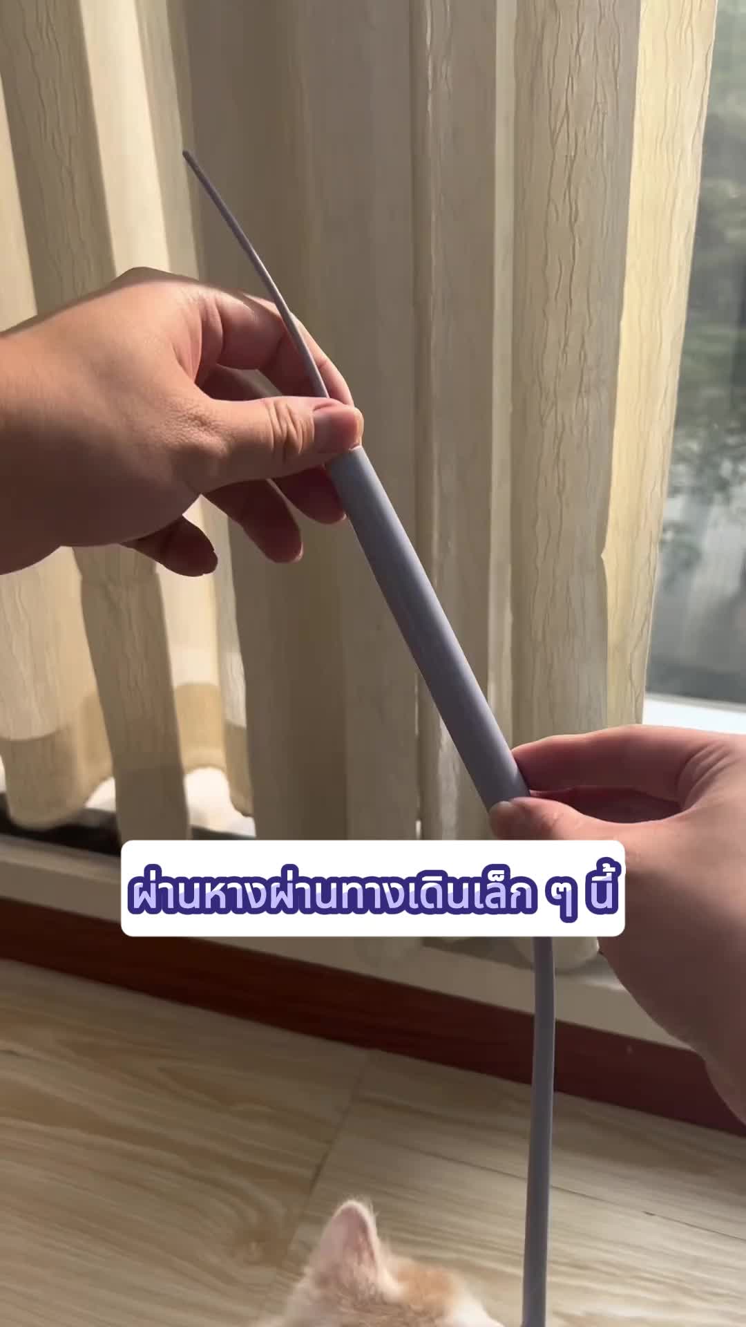 ทีเซอร์แมวสามารถทําให้แมวของคุณเพลิดเพลินไปตลอดชีวิต! 5555 