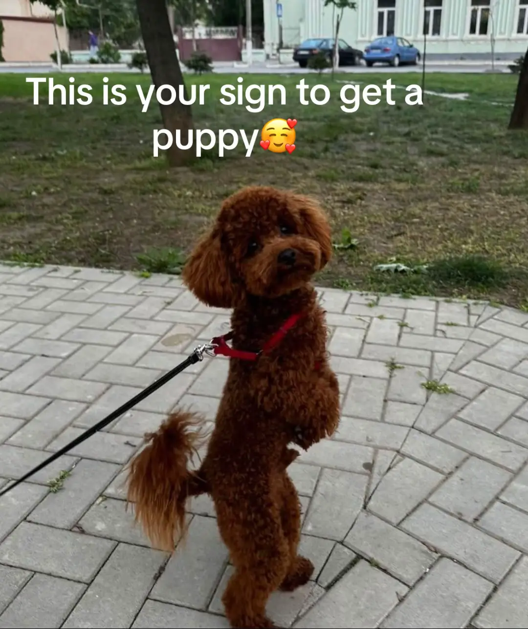 #doglover #adoptme 