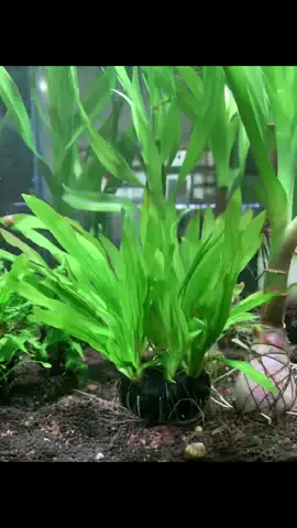 Lưỡi mèo gắn sẵn giá thể dễ chơi ko cần nền ạ#chihirosvivid2 #prodibioaquagrowthsoil #aquathanhxuan #thuysinhngoaitroi #terarium #chihiroswrgb2_120 #chépsưtửtrắng 