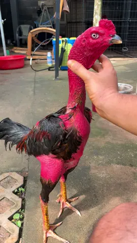 Có gì dùng nấy , 😀😀😀