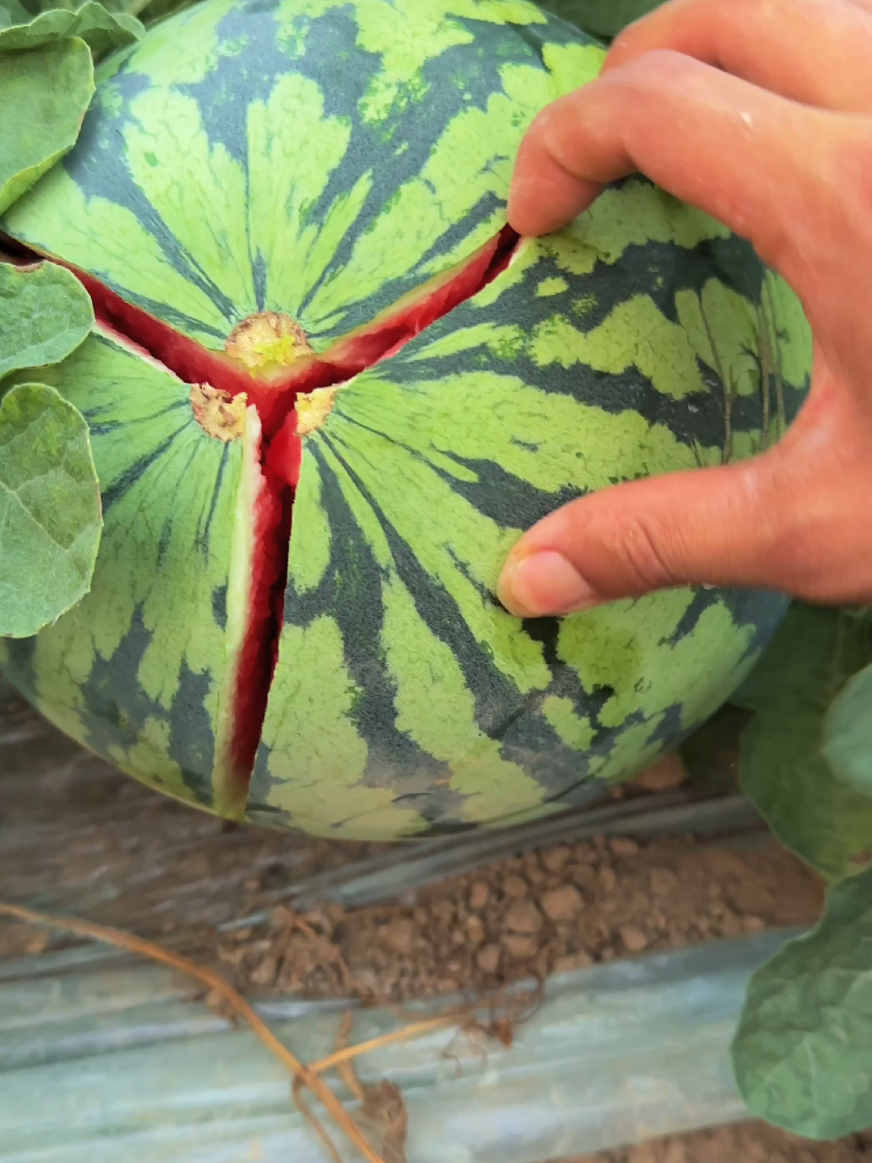 How to choose a good watermelon 🍉🤛🔊🤤 #fruit #watermelon #melon #farmer #agriculture 