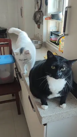 Fat cat core. #funnyvideos #fyp #pet #catoftiktok #kitty #cute 