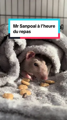 Mr Sanpoal, et ses manies du repas. Vivre caché pour mieux manger 😂 #nocturat #ratslover #MrSanpoal #ratsoftiktok #cuterats 