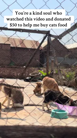 You’re a kind soul who watched this video and donated $50 to help me buy cats food#fyp #help #tiktokviral #kittensoftiktok #animalsoftiktok #cat #rescuekittens #shelter #catsoftiktok 