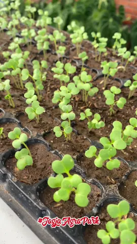 Hai sobat tani,. Kenalin nih pertanian sistem hidroponik NFT,. Di Jogja Agro Park terdapat beberapa komoditi yang diusahakan dalam hidroponik, diantaranya yaitu pakcoy, caysim, bayam brazil, slada dan tomat cerry. Di Jogja Agro Park juga mengadakan kegiatan edukasi atau pelatihan hidroponik.  Mari silahkan kunjung Jogja Agro Park🥰#jogjaagropark #eduwisata #petanimudamilenial #fypシ #agribisnis #yogyakarta #anggur #hortikultura #hidroponik #tomat #tomatcerry #pertanian #farm 