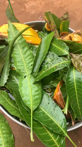 #tuto #traitement palu #yde cameroun#