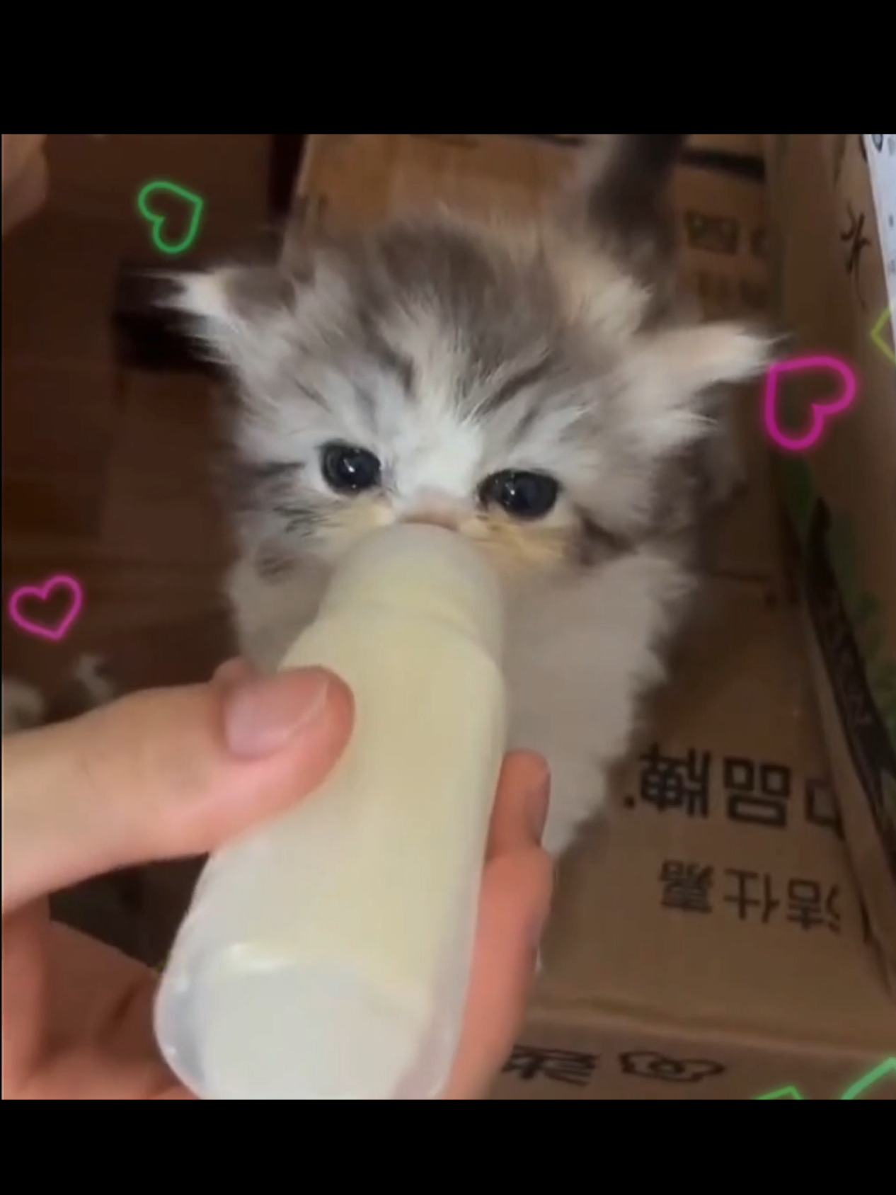 Silly kitties:3 #silly #fyp #trending #cat 