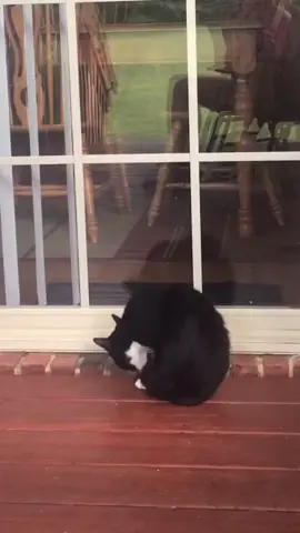 Failed cat #cat #catsoftiktok #funnyvideos #fyp #pet 