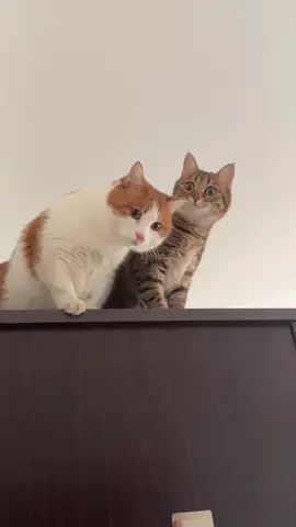 #tiktokvideo #tiktokviral #viraltiktok #viralvideo #viral #tiktok #TiktokTH #เลี้ยงแมว #catsoftiktok #cats #animals #TikTokCommunityTH #แมว #แมวน่ารัก #แมวเหมียว #แมวอ้วน #แมวตลก #ที่สุดแห่งปี #หมา #หมาน่ารัก #หมาตลก #น้องหมา #น้องแมว #สุนัข #สุนัขน่ารัก #dog #dogsoftiktok #dogs #doglover #dogsofttiktok #ปีใหม่2025 #บันเทิงtiktok#fyp #tiktokvideo #tiktokviral #viraltiktok #viralvideo #viral #tiktok #TiktokTH #เลี้ยงแมว #catsoftiktok #cat #animals #TikTokCommunityTH #แมว #แมวน่ารัก #แมวเหมียว #แมวอ้วน #แมวตลก #ที่สุดแห่งปี #หมา #หมาน่ารัก #หมาตลก #น้องหมา #น้องแมว #สุนัข #สุนัขน่ารัก #dog #dogsoftiktok #dogs #doglover #dogsofttiktok #ปีใหม่2025 #บันเทิงtiktok#fyp#catlover #catlovers#พั้นรักแมว #รักแมว #catslovers #Songkran2025 #AmazingThailand #Mahasongkran#cats_of_instagram #catslover #catsofinstagram #cat #cute #pets #кошка #meow #кот #котенок #животные #animal #cats #animals #instacat #instacats #catsagram #catstagram #kitten#lovelycatonline #catloversclub #kitty #kittens #instagramcats #catoftheday #lovecats #lovekittens #catlover #catsofig #catlife