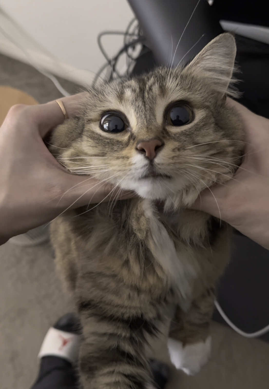 Car has no thought #catsoftiktok 