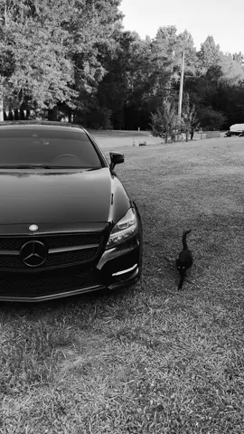 🐈‍⬛ ..  #fypシ #viral #cls63 #amg63 #russia🇷🇺 #albania🇦🇱 #trending #tiktokviral #russian #russiangirl @mercedesbenzusa 