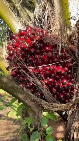 🦾#fyp #มันทุกเม็ด #ฟีดดดシ #วัยรุ่นตัดปาล์ม #pyf #นราธิวาส 