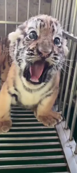 新来的小老虎凶凶的#小老虎 #野生动物园 