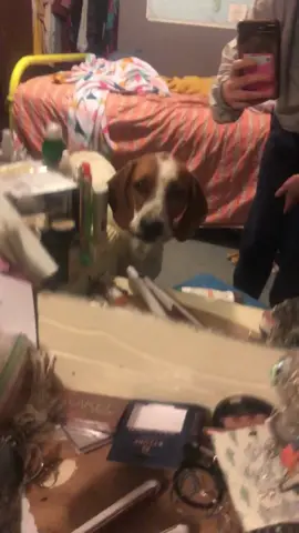 Interesting dog🐕#dog#funny#funnyanimals#funnypets#animals #dogsofttiktok