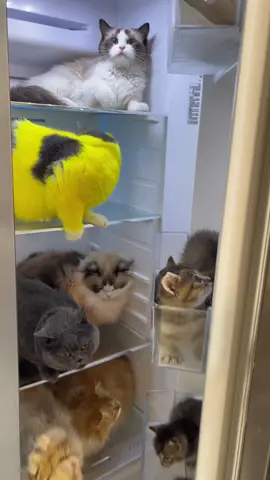Look at my cat! And I need your cat’s photo!#pikachu #catlover #cat #funny #fyp 